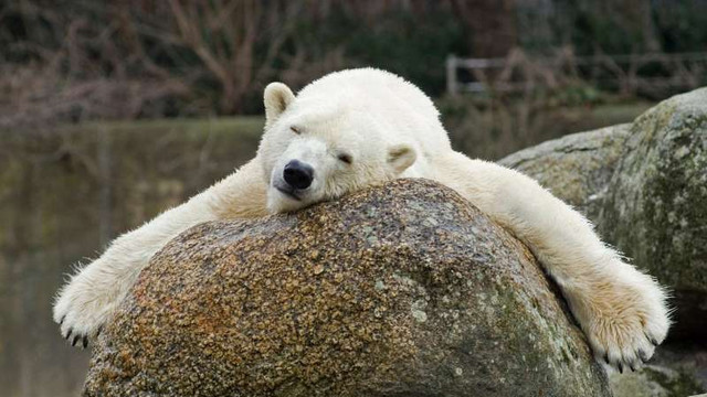 Cel mai vârstnic urs polar din Europa a murit la Zoo Berlin