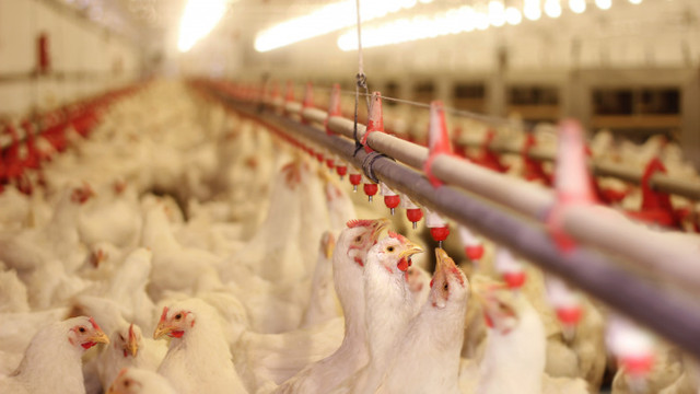 Bulgaria sacrifică 39.000 de pui, din cauza unui focar de gripă aviară