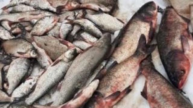 60 de kilograme de pește, transportat ilegal la frontiera moldo-ucraineană