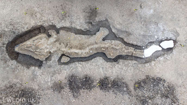 FOTO | Descoperirea celei mai mari fosile a unui „dragon de mare” de pe teritoriul Marii Britanii, salutată de cercetători 
