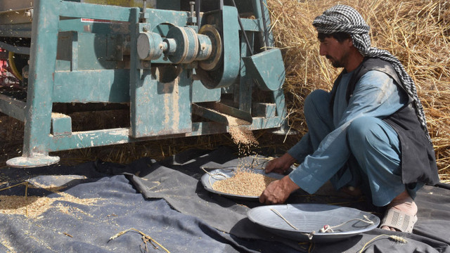 Talibanii extind la nivel național plata muncitorilor din sectorul public cu 10 kilograme de grâu pe zi