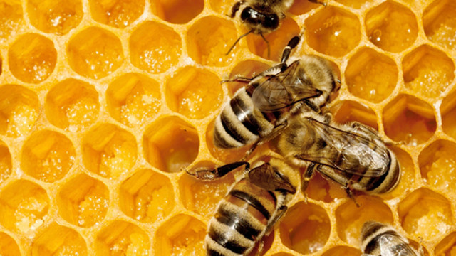 Producerea mierii ecologice este dificilă întrucât nu există agricultură ecologică, exportator
