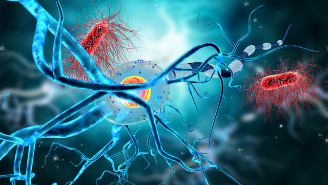 Un nou studiu arată că scleroza multiplă este provocată de un virus