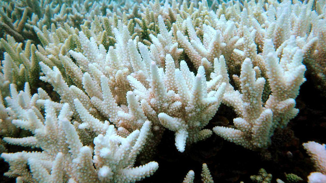 Australia investește 700 de milioane de dolari în protejarea Marii Bariere de Corali. De ce se albesc aceștia