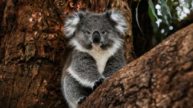 În Australia urșii koala au fost incluși pe lista speciilor aflate pe cale de dispariție
