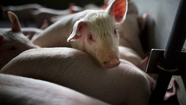 Crescătorii de porci din Marea Britanie amenințați cu falimentul din lipsă de măcelari