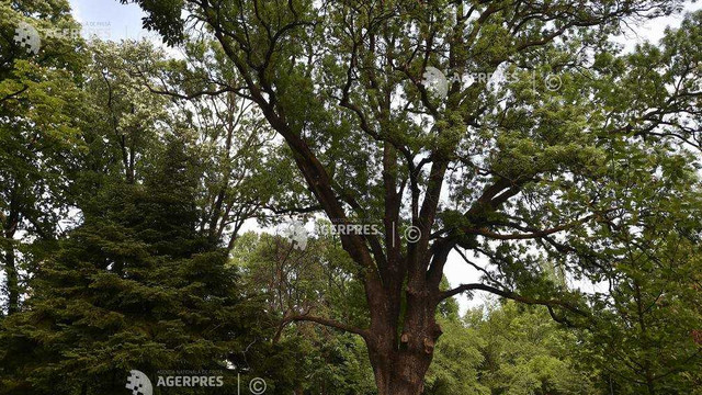 Pe planetă există mai multe specii de arbori decât se credea, câteva mii fiind încă neclasificate 
