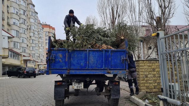 Chișinău | Brazii utilizați la sărbători vor fi colectați până pe 11 februarie