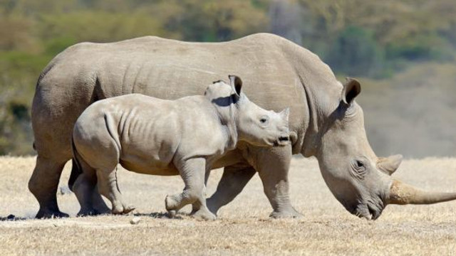 Africa de Sud: Braconajul rinocerilor s-a intensificat după o scădere în timpul pandemiei