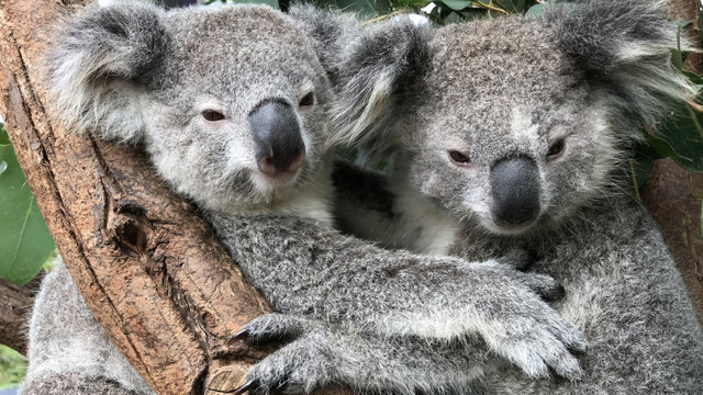 Ursul koala a fost inclus în lista animalelor în pericol de dispariție. Peste 5.000 au murit în incendii în 2019 și 2020