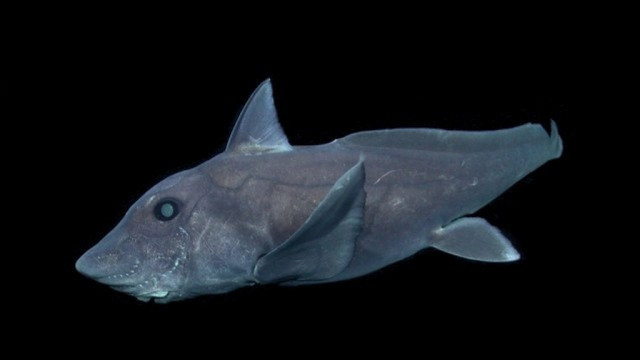 Descoperire rară în Noua Zeelandă: Cercetătorii au găsit un pui de rechin fantomă la 1200 de metri adâncime
