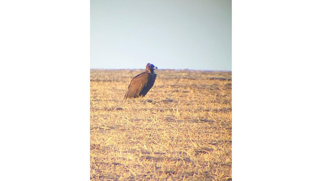 O specie rară de vultur a fost observată pe teritoriul Republicii Moldova