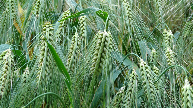 Analiștii estimează că suprafața însămânțată cu cereale în Ucraina va scădea cu 39% în 2022