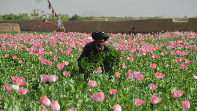 Talibanii au interzis culturile de mac în Afganistan
