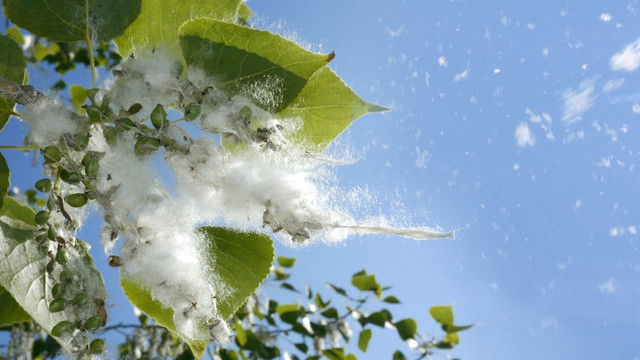 Alergia la puful de plop se dezvoltă ca urmare a sensibilizării față de polenuri, alergolog