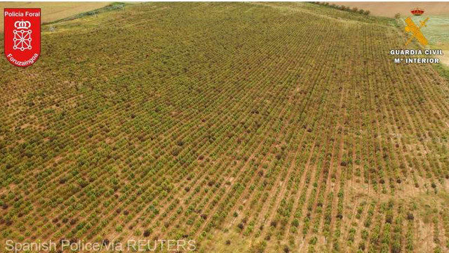 Poliția spaniolă a confirmat că a anihilat cea mai mare plantație de canabis din Europa