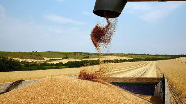 Guvernul inițiază eliberarea grâului alimentar din rezervele de stat
