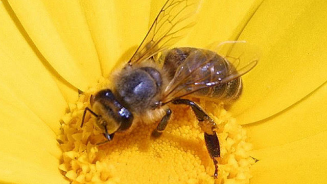 Elevii din clasele primare vor învăța mai multe despre albine