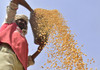 Prețul grâului a făcut un salt major după ce India a interzis exportul de cereale. Situația creează nervozitate la nivelul G7