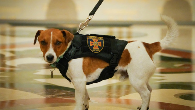Patron (Glonț), câinele care găsește bombe, a fost decorat de președintele Zelenski în prezența premierului Canadei