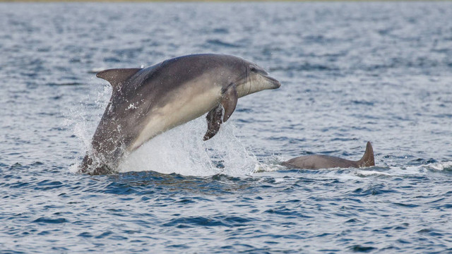 Zeci de delfini din Marea Neagră au murit. Cercetătorii spun că războiul din Ucraina ar putea fi cauza
