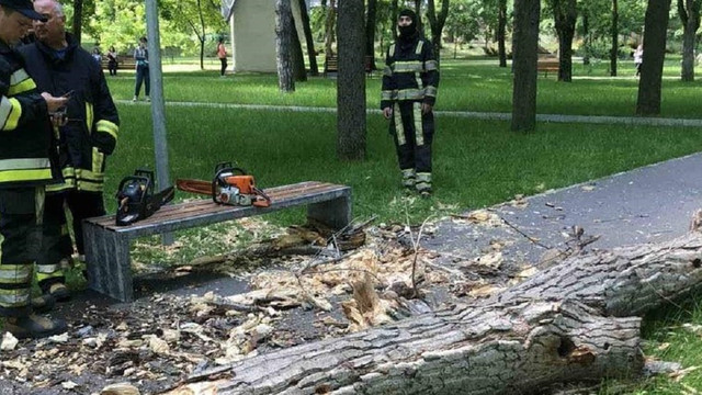Reacția Agenției de Mediu la incidentul din parcul „Alunelul” în urma căruia un copil a decedat fiind lovit de o bucată de copac