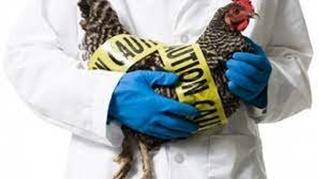 Un nou caz de gripă aviară a fost confirmat într-un sat din raiounl Ungheni, anunță ANSA