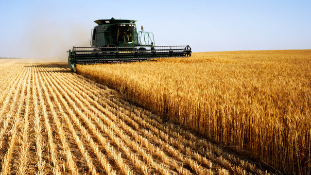 Selecția Bălți anunță recolte de 7-9 tone la hectar la unele soiuri de grâu