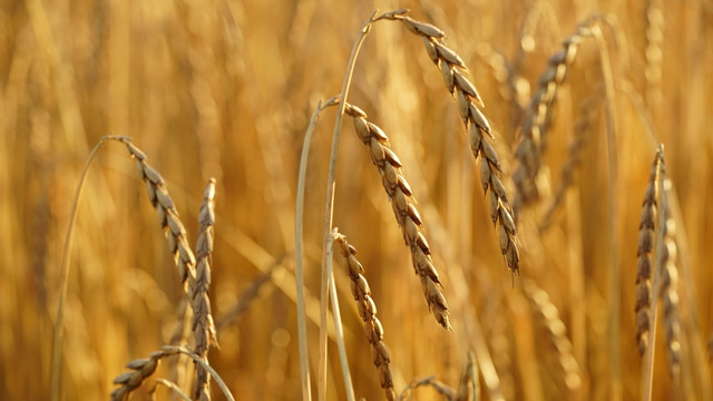 Zelenski: 75 de milioane de tone de cereale ar putea fi blocate în Ucraina, până în toamnă