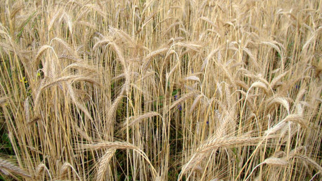 Concurs pentru grâul alimentar din rezervele de stat
