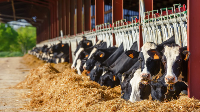 UE trebuie să reducă numărul de vaci pentru ca emisiile de metan să scadă la nivelul convenit la conferința pentru climă COP26 (studiu)