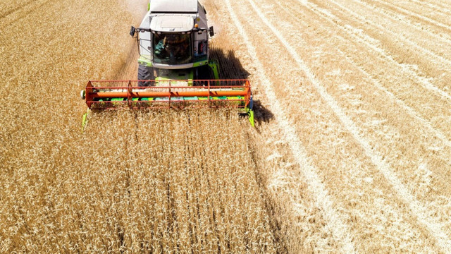 În acest an, recolta globală în Republica Moldova ar putea fi de 800-900 mii de tone de cereale
