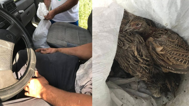 Un membru al Asociației Vânătorilor prins cu 11 fazani furați în mașină