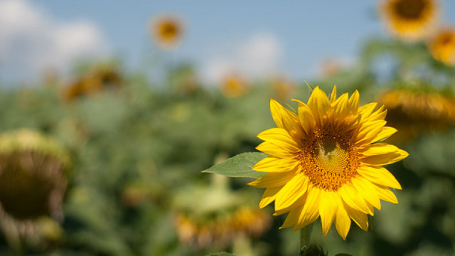 Producătorii de floarea soarelui și de porumb acuză pierderi importante
