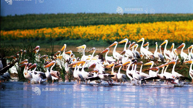 Pelicanul - simbol al Deltei Dunării
