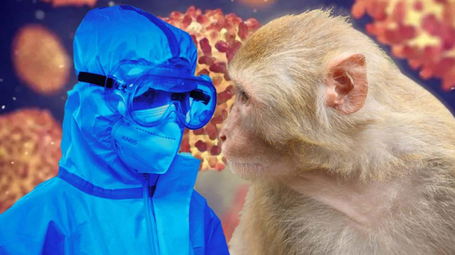 În Republica Moldova nu au fost înregistrate cazuri de îmbolnăvire cu variola maimuțe