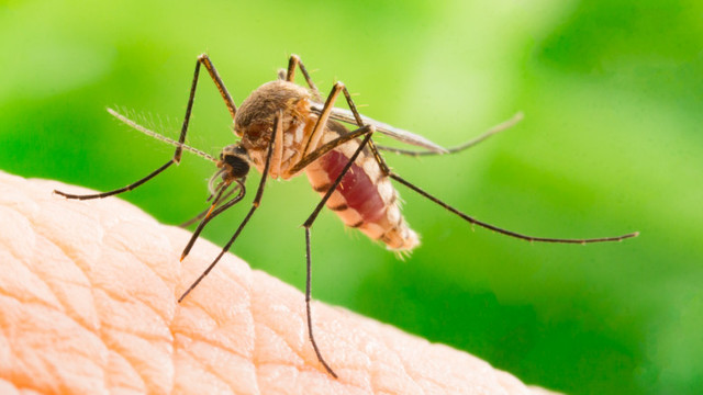 Un nou caz de deces provocat de malarie înregistrat în Republica Moldova