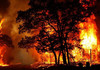 Incendiile distrug acum de două ori mai multă pădure la nivel mondial decât la începutul secolului
