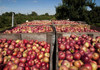 Analiză East-Fruit. Embargoul rusesc la fructele din Republica Moldova va fi de lungă durată