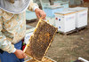 Recolta de miere este de două ori mai mică decât în 2021, iar prețurile au coborât cu 20%