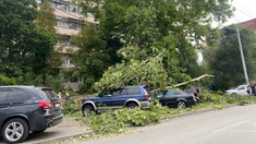 Mașinile parcate sub copacii din curțile de la Ciocana și Râșcani trebuie mutate
