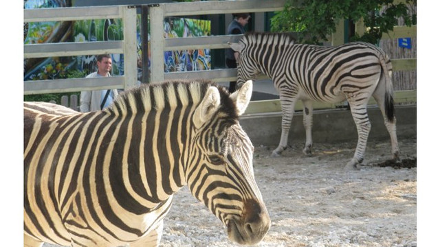 Copiii din familii social vulnerabile vor beneficia de excursii gratuite la Grădina Zoologică din capitală

