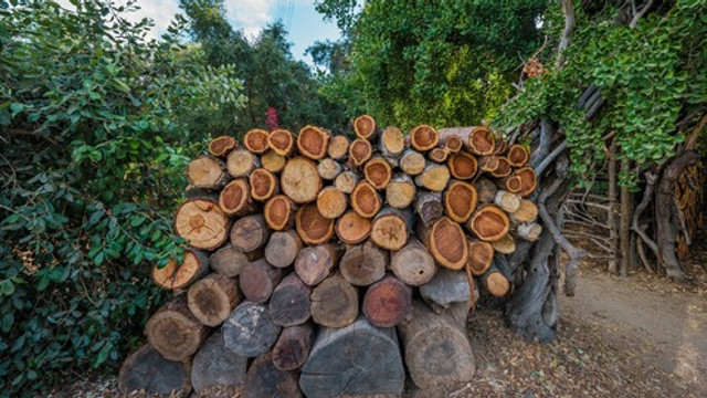 Agenția „Moldsilva” dă asigurări că va livra cantitatea necesară de lemn tuturor celor 24 de ocoluri silvice din Republica Moldova