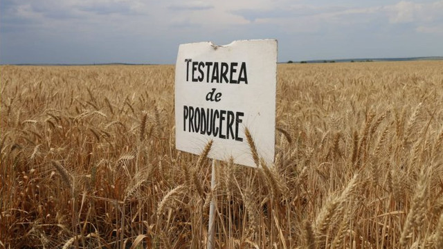 Institutul „Selecția” din Bălți a obținut în acest an recolte de peste 9 tone de grâu pe hectar
