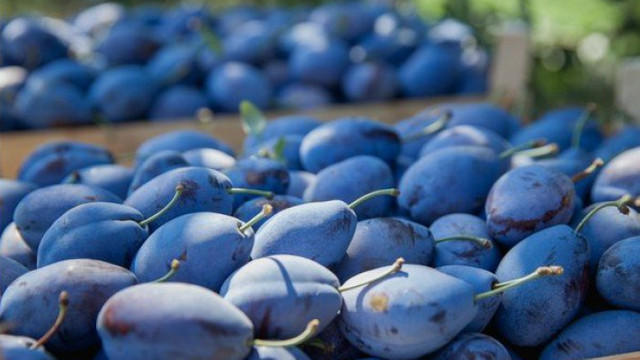 Producătorii moldoveni au exportat primele prune din recolta acestui an