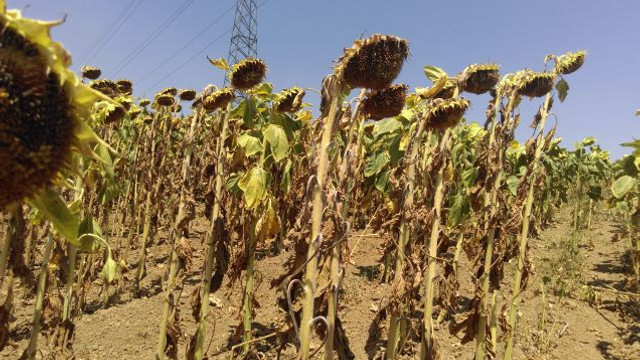 Circa 70% din cultura de floarea-soarelui din sudul Republicii Moldova a fost pierdută 