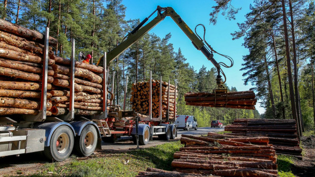 Ungaria autorizează o creștere a tăierii de lemne pentru foc, din cauza scumpirii gazului
