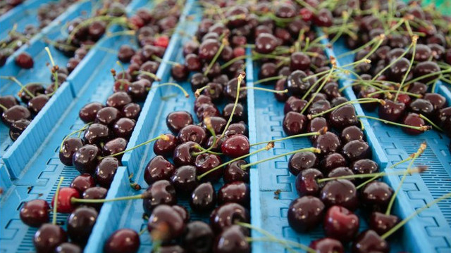 Producătorii de fructe din Republica Moldova au stabilit un nou record