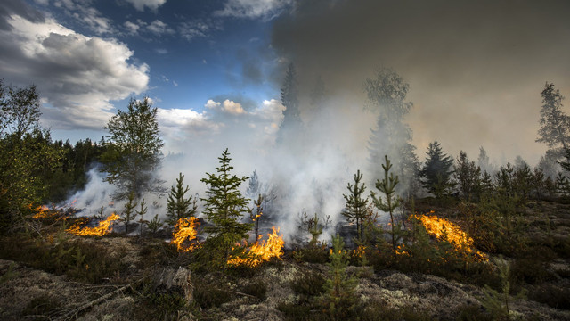 Record de incendii de vegetație în UE