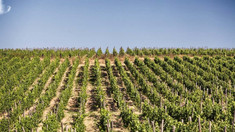 Moldstreet | Vinăria Purcari a cumpărat perla vinicolă a Bulgariei